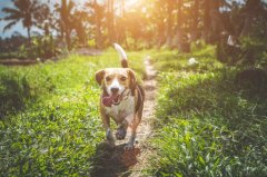 宠物门店如何处理常见的犬猫健康问题