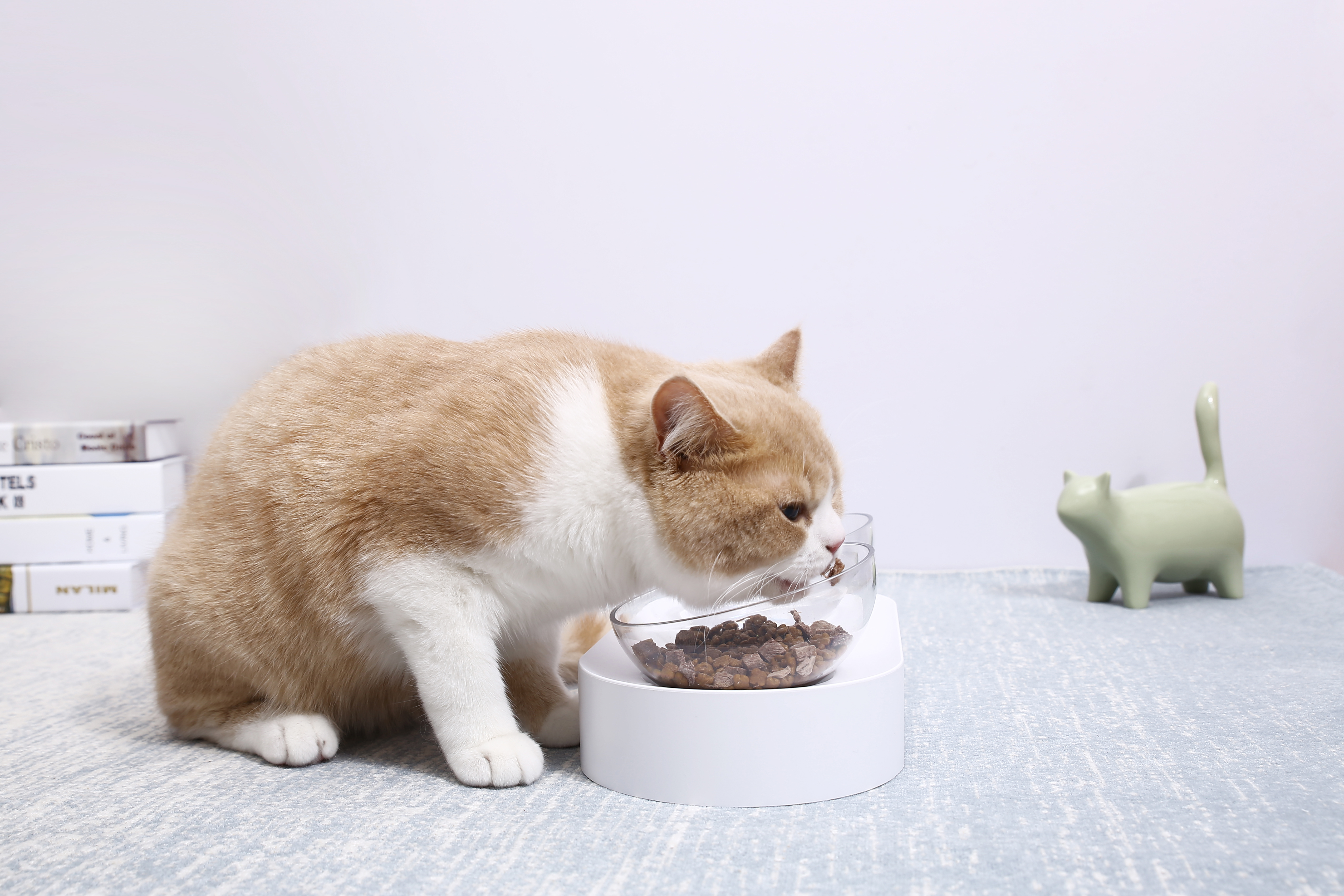 宠物千万不能吃的食物？否则后果很严重！